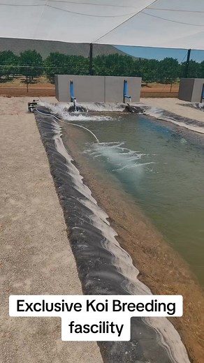 #Koi breeding#Koi Fish#Japan Koi#Water quality#Koi dams