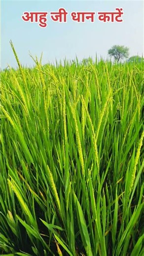 कुछ खोना हे कुछ पाना 🥰😇 #song #music #cg #dhan #Chhattisgarh