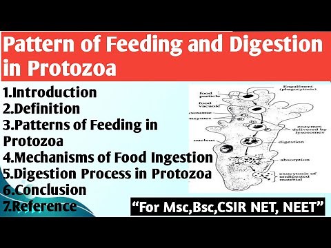 Patterns of Feeding in Protozoa | Mechanism of food Ingestion | Digestion process in Protozoa