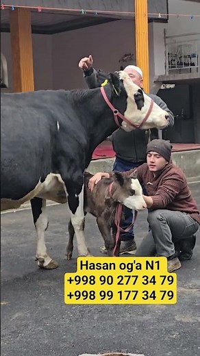 #shorts Videosi 👍 Bosib👆 Koring#cow #animals #UZBEKISTAN #MOLBOQISH