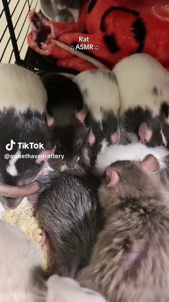 Delicious Rat ASMR Experience