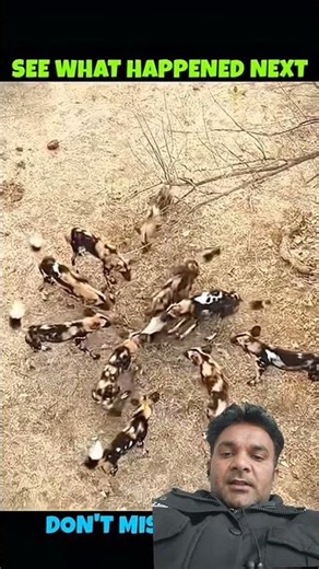 15 wild Dogs V/S Honey Badger#viralshorts#viralytshorts#shorts#animalshorts#ytshorts#wildlife