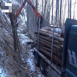 Extreme dangerous biggest logging wood truck operations | Machinery Technology