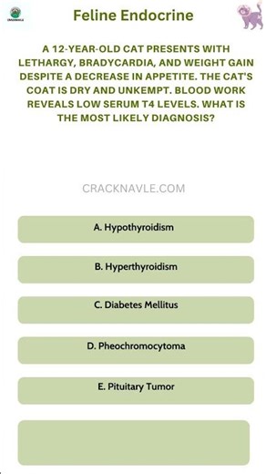 CRACK NAVLE - NAVLE STYLED QUESTIONS