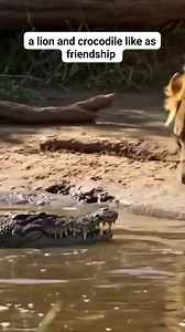a lion and crocodile like as friendship #followersreelsfypシ゚viralシfypシ゚viralシalシ #fypシ゚viralシfypシ゚viralシalシ #worldwide #animes #mentalhealth #animalsvideo #realmadrid #lion #animals #shorts #hyena #lioness #lions #wildlife #wildanimals #animalshorts #animalsvideo #animalfacts #animal #animales #animalkingdom #animalplanet | Rashid Abdallah Hassan