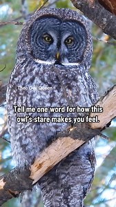 Tell me one word for how this owl’s stare makes you feel. #greatgrayowl #slowblink #greatgreyowl #owlphotographer #owlphotography | Thee Owl Queen