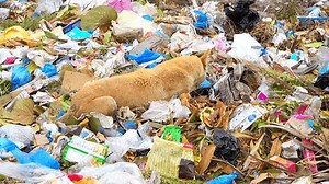 Dog Sits Dump Yard Eats Garbage Stock Footage Video (100% Royalty-free) 1106710529 | Shutterstock