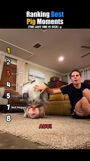 ranking best pig moments #usa