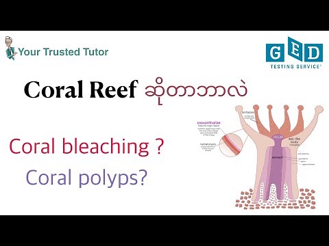 GED Science: Coral Reefs Explained | Understanding Coral Polyps, Zooxanthellae, & Coral Bleaching