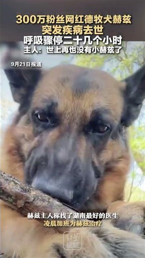 300万粉丝网红德牧犬赫兹突发疾病去世 呼吸骤停二十几个小时 主人发文：世界上再也没有小赫兹了