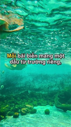 Rùa biển luôn tìm về đúng bãi biển nơi nó sinh ra