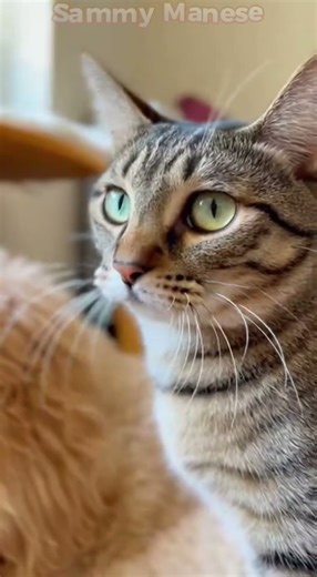 Cat Tries to Jump… But Lands on the Dog! 😂🐱🐶