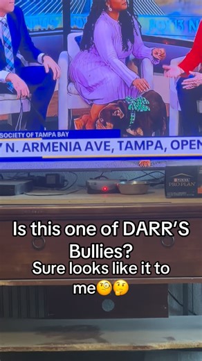 This dog looks like the dog DARR’S Bullies dumped on someone else! They let that dog almost starve to death! And they walked with no consequences!! I pray it is, and that baby gets the help it deserves!! People really do suck! | Melissa N Bruce Palmer