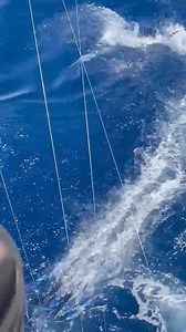 580K views · 3.2K reactions | Brayden and I joined local fishermen Joey Penfield and Jeremy Calhoun aboard their boat Reel Developers for a Blue Marlin adventure. We saw 2 and released one roughly 350 pounds. But this footage is the essence of the fishery; exhilarating! Capt. Brant McMullan | Ocean Isle Fishing Center | Facebook