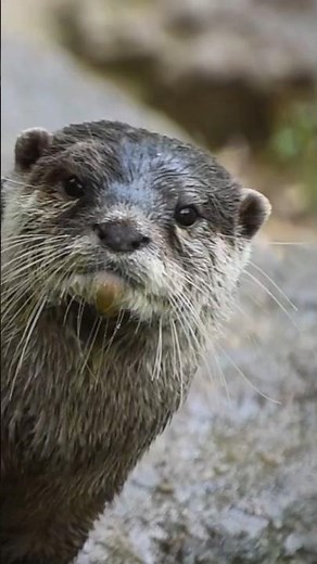 Eurasian otter in 40 seconds! #animal #animals #wildlife #otter #eurasianotter