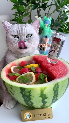 Watermelon rum,It's super easy to do smoothies#pets #foodtiktok #kittygod_cn #Watermelon #Drinks