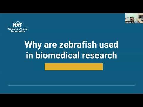 Ataxia Research Explained: Zebrafish Models