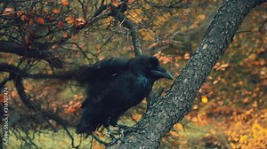 close-up portrait. Wild huge black northern raven on branch pecks tree bark. Backdrop autumn nature orange yellow leaves. Aggressive bird pest. fluffs feathers, flaps its wings, grew up from cold
