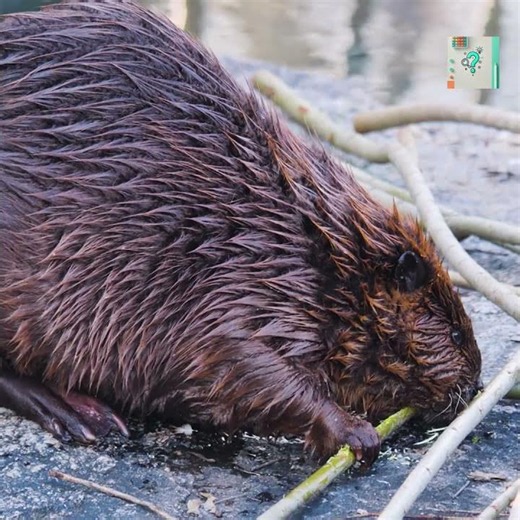 How Beavers Know Where to Build Dams