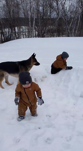 Safest kids in town #GermanShepherdLove #GSDLife #ShepherdAdventures #DogsofTikTok #germanshepherdnation