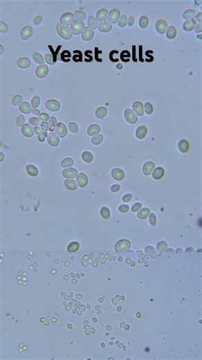 Yeast cells at 4x speed #microscope #biology #lab #science