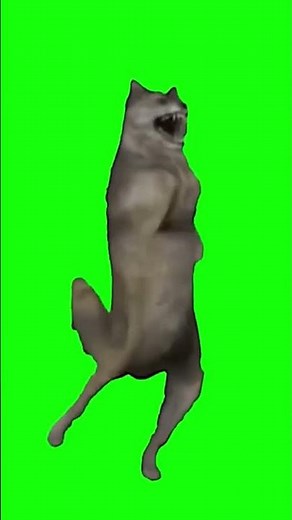 oiiaoiia but it's a dog #brainrot #oiiaoiia