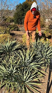 Yucca 'Silver Anniversary' is our introduction of a hybrid between two native species - Yucca pallida and Yucca filamentosa. The soft, glacous foliage is easy on the eyes and hands, as well as generally avoided by deer. The flower spikes are tall and lovely and a magnet for pollinators. This is an offsetting cultivar that will forms a cluster of crowns. Zones: 5b to 10b, at least. #yucca #evergreen #sunplants #droughttolerant #deerresistant | Plant Delights Nursery, Inc.