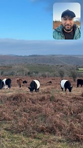 Oreo cow | Talha Scope