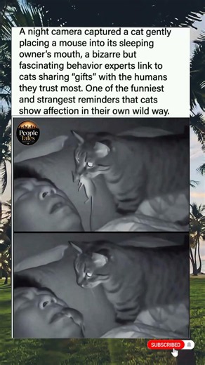 Cat dropped a mouse into its sleeping owner's mouth. Experts say it's a "gift." 😂❤️