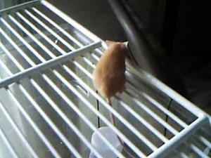 MOUSE SQUEEZES THROUGH CRACK IN CAGE