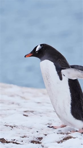  Skip the Drake & Fly Straight to Antarctica! ✈️ In 2027, join...