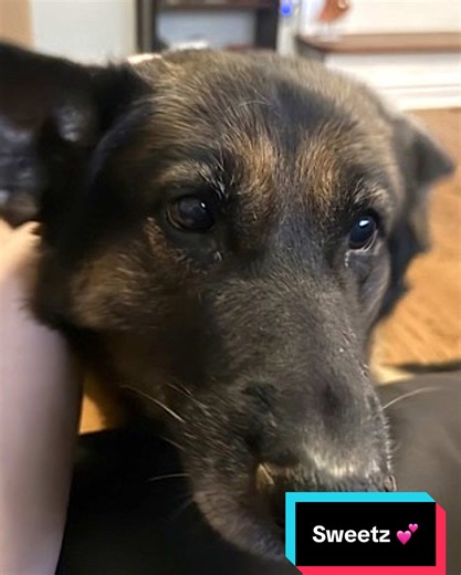 Adopt Sweetz: Loyal German Shepherd Companion