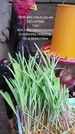 Exploring the Unique Black Shamo Chicken