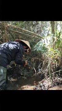 Thăm Lờ Cá Rừng Tràm Nước Dính Được Cá Trê Lai Ruộng