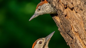 Woodpecker Peeking Out of Tree Cavity Before Flying Away