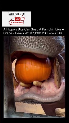 A hippo's bite force is estimated to be between 1,800 and 2,000 PSI #shorts #facts #wildlife #sea