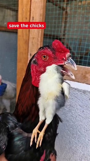 Save the 🐥 chicks #birds #roosterfarm #aseelmurga #chicken #ytshorts #youtubeshorts #cheenaaseel