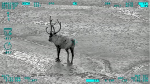 “We were thinking ‘surely this is a wind-up’” Tom Walsh from Southport Lifeboat helped track down Buddy the runaway reindeer in Formby over the weekend - and tells 5 News the rescue operation has helped get him into the Christmas spirit! | Channel 5 News