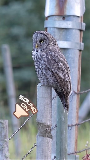 2.6K views · 775 reactions | Juvenile Great Grey Owl calling for a...