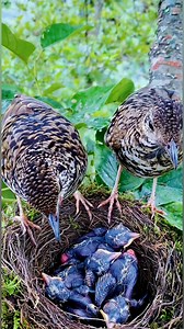 172K views · 1.2K reactions | Scaly thrush Birds in the nest. So Cute baby | Review Birds News | Facebook