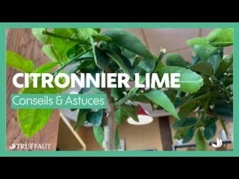 Citronnier lime de Tahiti : comment cultiver cet agrume en pot ? - Truffaut