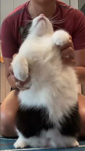Famous dancer energy! She’s too cool for us now. Sorry, FC! 😎❤️#catsoftiktok #catlover #prettycat