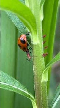 閲覧注意⚠️てんとう虫、アブラムシを捕食する瞬間 #てんとう虫 #昆虫 #insects #shorts #捕食
