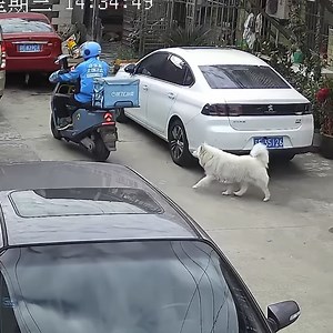 The Craziest Things Dogs Have Ever Done 😂 | Pets Lab