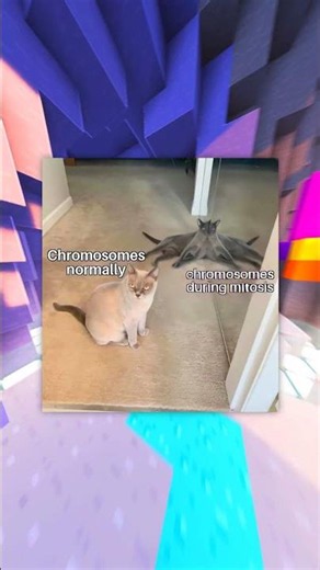 Science Memes