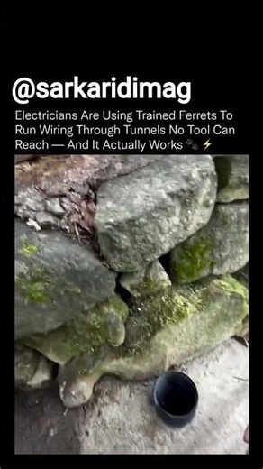 Trained Ferrets Doing Electrical Work! 😲 Amazing #viralvideo #shortsindia #electrician #jugaad