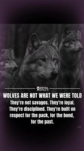 🐺 True WOLFPACK Of Tiktok 🐺 (@wolfpackelite1)’s videos with Wolf's Song - Native American Music - TCO