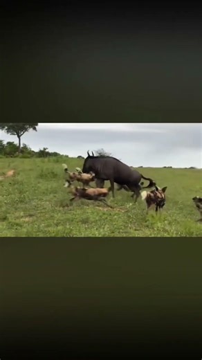 Unity+Power 💪💯 Neelgay Saved Their Baby From Hyena #wildlife #hunting #hyna #shorts #viral #trending