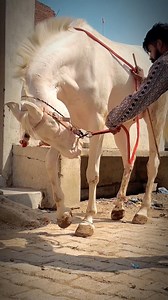 9.1K views · 207 reactions | The mare's vigorous dance along with the loud sound of its hooves. 﫶❣️ The mare's vigorous dance along with the loud sound of its hooves. | Azruddin Khan Bwr | Facebook