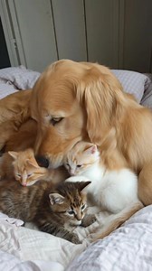 162K views · 2.9K reactions | Golden Retriever take care the kitten instead the mum cat  | Funny Pets | Facebook
